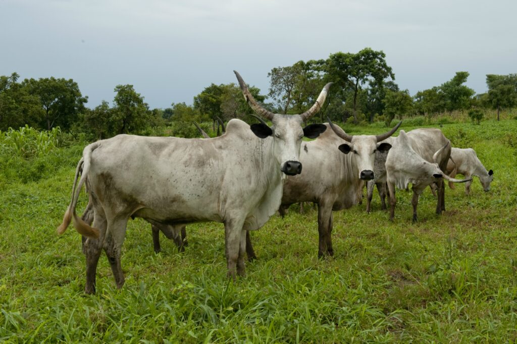 Transhumance au Bénin Les affrontements entre agriculteurs et